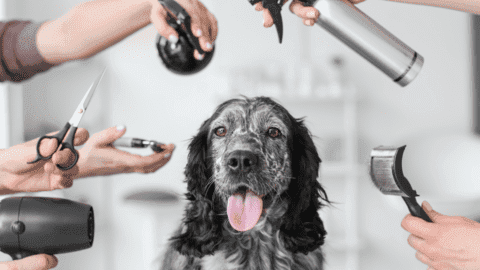 Hundefriseur und lokaler Servicebetrieb